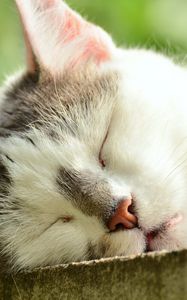 Preview wallpaper cat, face, sleep