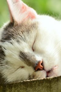 Preview wallpaper cat, face, sleep