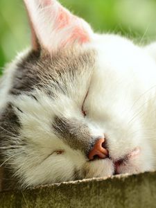 Preview wallpaper cat, face, sleep