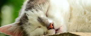 Preview wallpaper cat, face, sleep