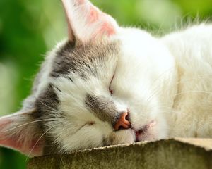 Preview wallpaper cat, face, sleep