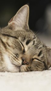 Preview wallpaper cat, face, sleep, darling