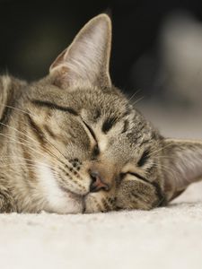 Preview wallpaper cat, face, sleep, darling