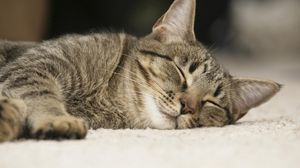 Preview wallpaper cat, face, sleep, darling