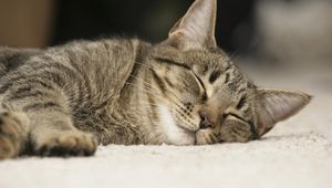 Preview wallpaper cat, face, sleep, darling