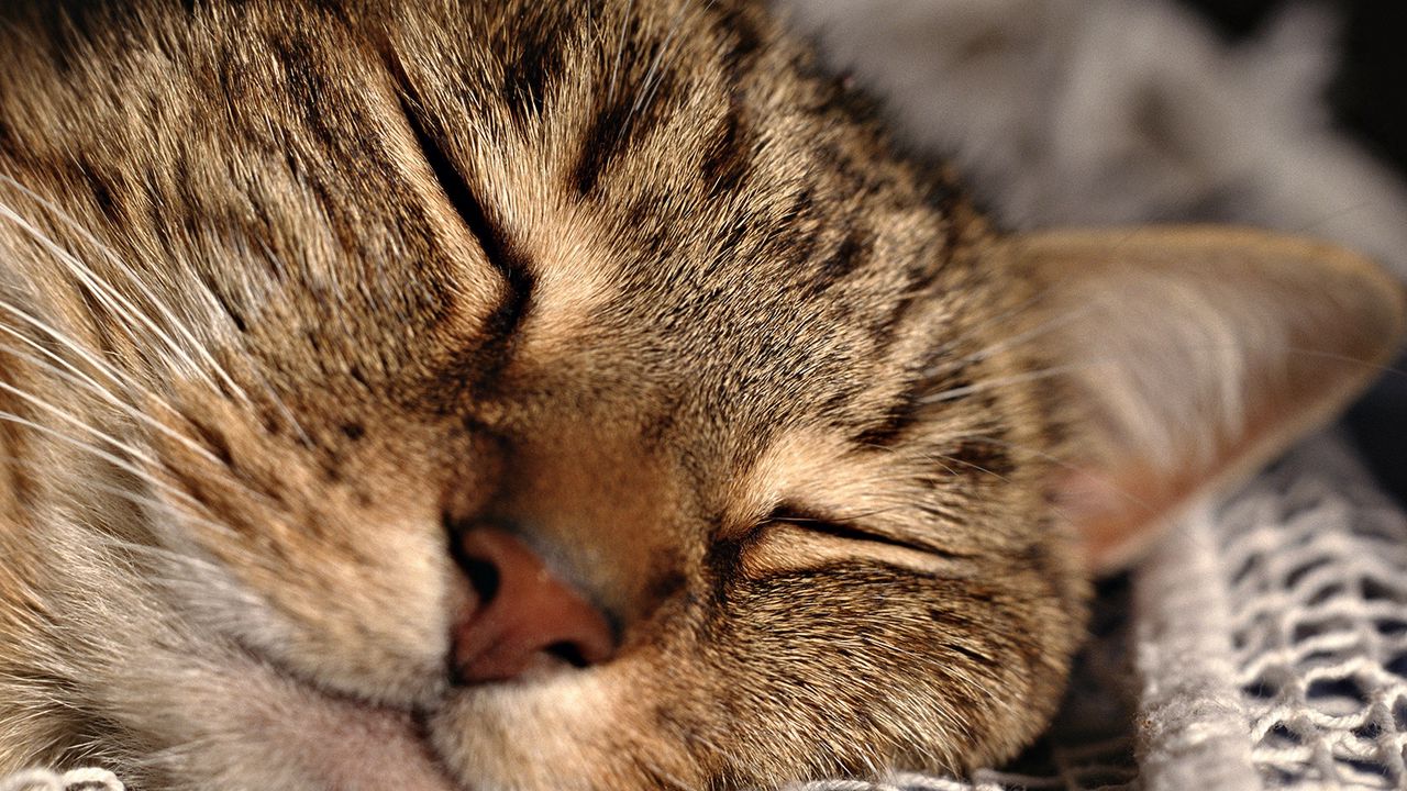 Wallpaper cat, face, sleeping, close-up, grid