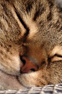 Preview wallpaper cat, face, sleeping, close-up, grid