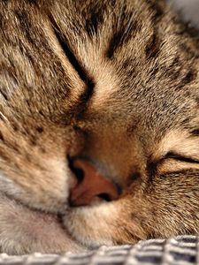 Preview wallpaper cat, face, sleeping, close-up, grid