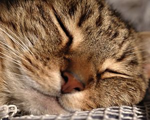 Preview wallpaper cat, face, sleeping, close-up, grid