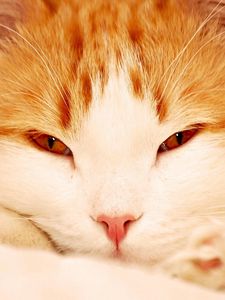 Preview wallpaper cat, face, sleepy, eyes