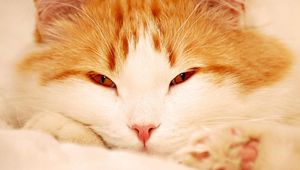 Preview wallpaper cat, face, sleepy, eyes