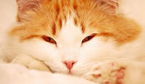 Preview wallpaper cat, face, sleepy, eyes