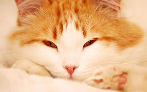 Preview wallpaper cat, face, sleepy, eyes