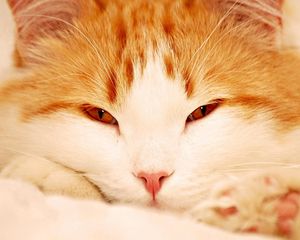 Preview wallpaper cat, face, sleepy, eyes