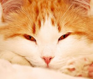 Preview wallpaper cat, face, sleepy, eyes