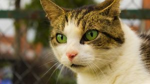 Preview wallpaper cat, face, spotted, green-eyed