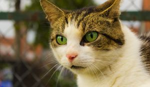 Preview wallpaper cat, face, spotted, green-eyed