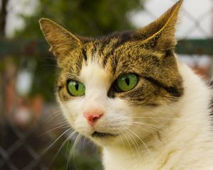 Preview wallpaper cat, face, spotted, green-eyed