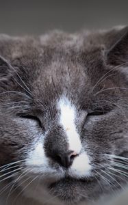 Preview wallpaper cat, face, spotted, sleepy