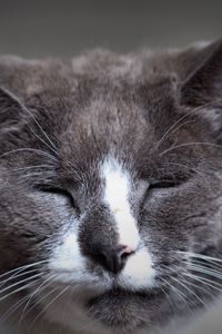 Preview wallpaper cat, face, spotted, sleepy