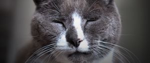 Preview wallpaper cat, face, spotted, sleepy