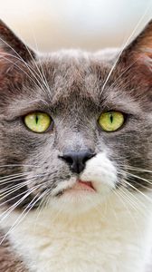 Preview wallpaper cat, face, spotted, black, dissatisfaction