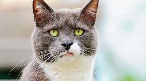 Preview wallpaper cat, face, spotted, black, dissatisfaction