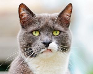 Preview wallpaper cat, face, spotted, black, dissatisfaction