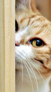 Preview wallpaper cat, face, spotted, look