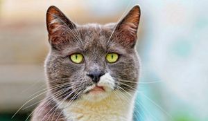 Preview wallpaper cat, face, spotted, dissatisfied