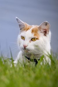 Preview wallpaper cat, face, spotted, grass, looking out