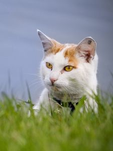 Preview wallpaper cat, face, spotted, grass, looking out