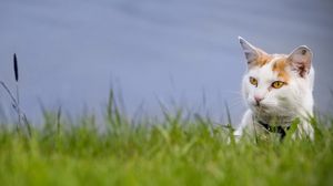 Preview wallpaper cat, face, spotted, grass, looking out
