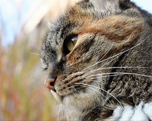 Preview wallpaper cat, face, striped, view