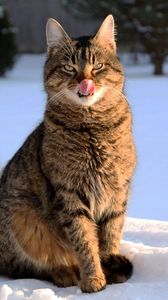 Preview wallpaper cat, face, striped, tongue, lick, snow, winter