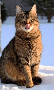 Preview wallpaper cat, face, striped, tongue, lick, snow, winter