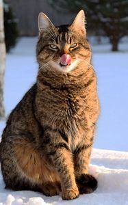 Preview wallpaper cat, face, striped, tongue, lick, snow, winter