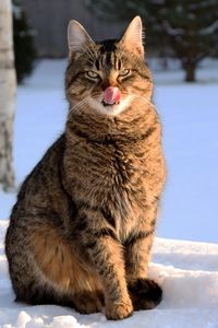 Preview wallpaper cat, face, striped, tongue, lick, snow, winter