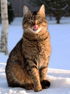 Preview wallpaper cat, face, striped, tongue, lick, snow, winter