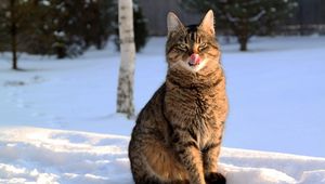 Preview wallpaper cat, face, striped, tongue, lick, snow, winter