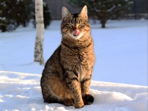 Preview wallpaper cat, face, striped, tongue, lick, snow, winter