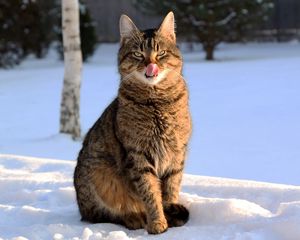 Preview wallpaper cat, face, striped, tongue, lick, snow, winter