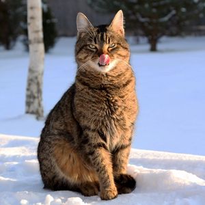 Preview wallpaper cat, face, striped, tongue, lick, snow, winter