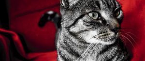 Preview wallpaper cat, face, striped, black, beautiful