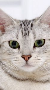 Preview wallpaper cat, face, striped, opinion, concern