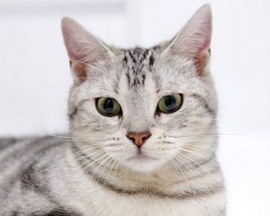 Preview wallpaper cat, face, striped, opinion, concern