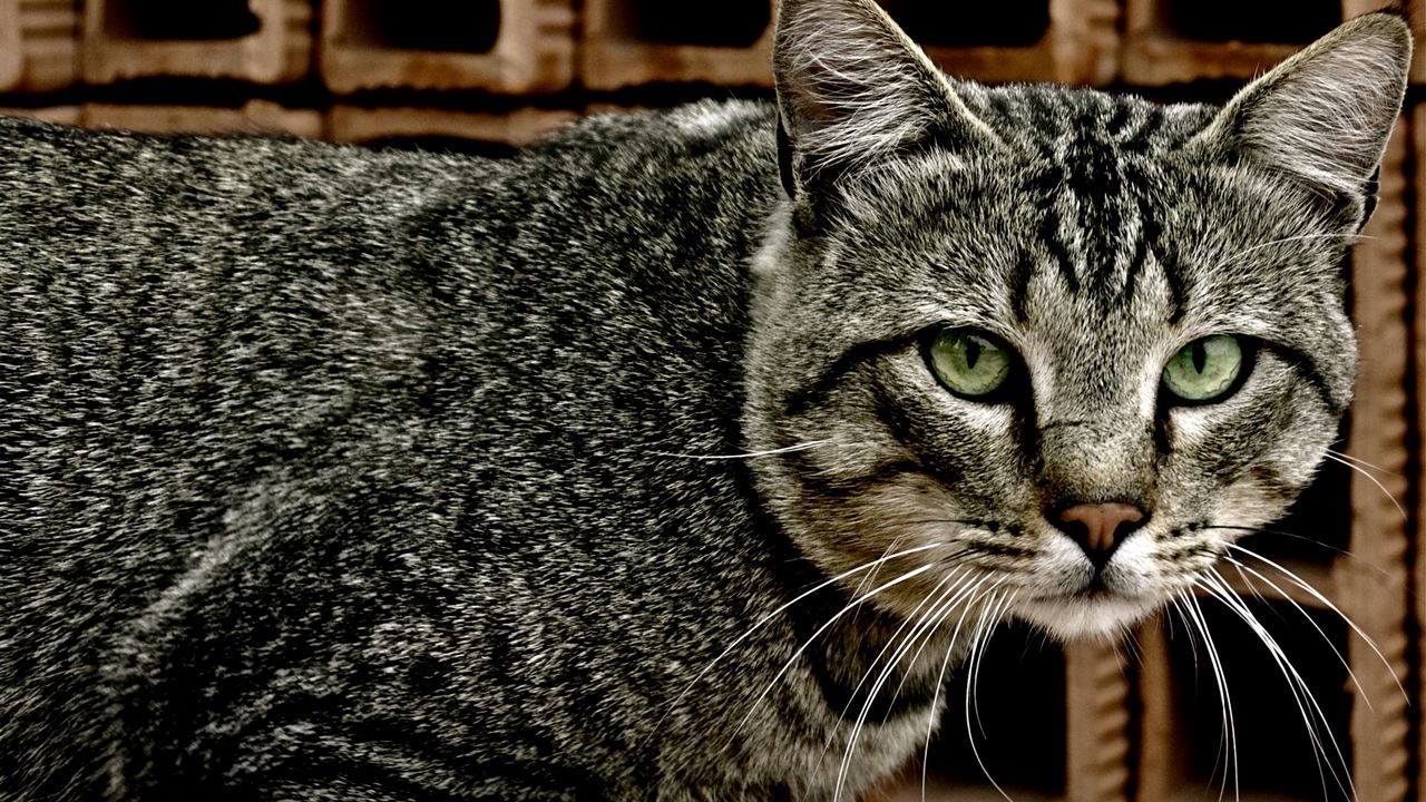 Wallpaper cat, face, striped, mesh, look