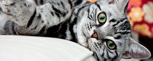 Preview wallpaper cat, face, striped, lie