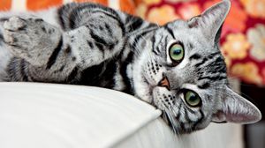 Preview wallpaper cat, face, striped, lie