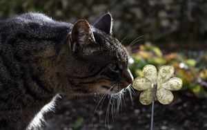 Preview wallpaper cat, face, striped, flower